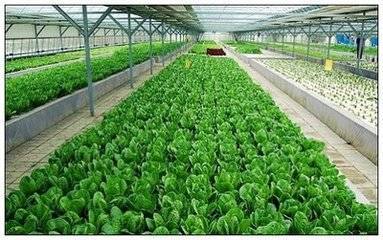 農(nóng)業(yè)種植技術(shù)開發(fā) 微信小程序賦能現(xiàn)代農(nóng)業(yè)