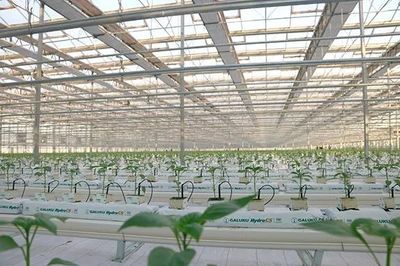 貧瘠土地也能豐收奇跡 以色列農業種植技術的啟示