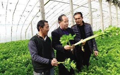 大西安農(nóng)民節(jié) 遇見魅力新高陵，農(nóng)業(yè)種植技術(shù)開發(fā)引領(lǐng)鄉(xiāng)村振興