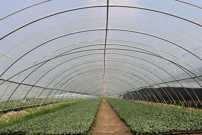 江蘇省沿海開發(fā)集團農(nóng)業(yè)種植技術(shù)開發(fā) 創(chuàng)新驅(qū)動現(xiàn)代農(nóng)業(yè)發(fā)展