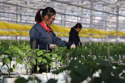 低碳農(nóng)業(yè) 未來農(nóng)業(yè)的發(fā)展新趨勢與技術(shù)開發(fā)路徑