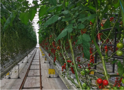 相當(dāng)于幾十萬個大慶油田！中國會迎來地?zé)岽髸?zhàn)與農(nóng)業(yè)種植技術(shù)開發(fā)嗎？