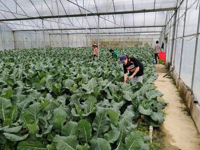 黃道鄉(xiāng) 生態(tài)產(chǎn)業(yè)賦能鄉(xiāng)村振興與農(nóng)業(yè)種植技術(shù)開發(fā)