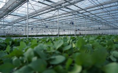 井研糧蔬高效復(fù)合示范基地 以技術(shù)開發(fā)助推現(xiàn)代糧蔬產(chǎn)業(yè)提檔升級