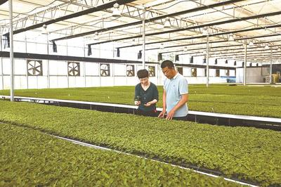 菊苗郁郁蔥蔥——農業種植技術的創新與發展