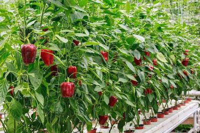 一抹“蒼溪紅” 農業辣椒科技產業扶貧扶智與種植技術開發