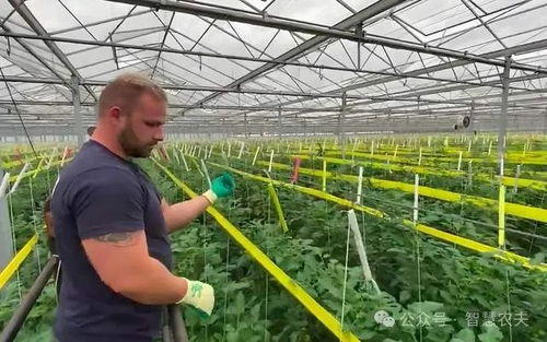 荷蘭的智能溫室與無土栽培 現代農業的典范及其對中國的啟示