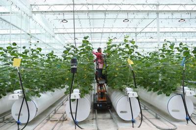 浙江嘉興 農業數字化工廠的智慧技術開發