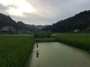 重慶市農業技術推廣總站專家深入酉陽調研 探索稻田綜合種養與產業融合新路徑