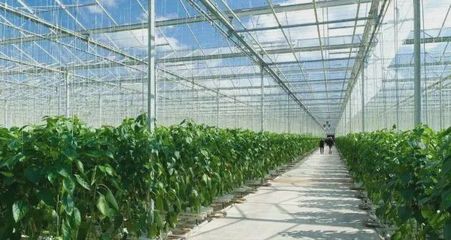 一畝蔬菜大棚的利潤分析與高收益種植選擇