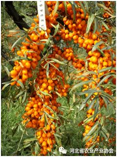 2020石家莊國際農(nóng)業(yè)技術(shù)交流對接系列活動(dòng)之十 俄羅斯沙棘種植管理技術(shù)及新品種開發(fā)前景