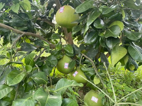 旺茂30萬斤青柚喜上市，鄉(xiāng)村振興添動(dòng)力——農(nóng)業(yè)種植技術(shù)開發(fā)助力產(chǎn)業(yè)升級