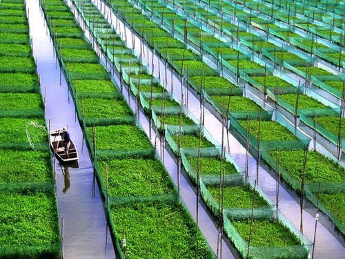 五個(gè)關(guān)鍵詞洞察2017 農(nóng)業(yè)種植技術(shù)開發(fā)的未來圖景