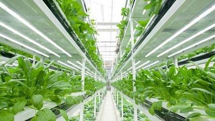 T20荷蘭綠色智慧農(nóng)業(yè)企業(yè)專題路演 解碼未來種植技術(shù)的前沿實(shí)踐