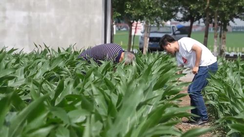 吉林 錨定現(xiàn)代化改革深化，以農(nóng)業(yè)科技賦能現(xiàn)代農(nóng)業(yè)新動(dòng)能