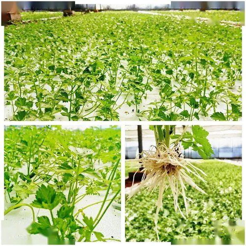 科技賦能，沃野生“金”——大龍開發(fā)區(qū)智慧農(nóng)業(yè)種植技術(shù)開發(fā)紀(jì)實(shí)