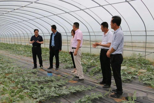 科技賦能田間地頭 縣農(nóng)業(yè)產(chǎn)業(yè)人大代表小組蔬菜產(chǎn)業(yè)課題組舉辦種植管理技術(shù)培訓(xùn)