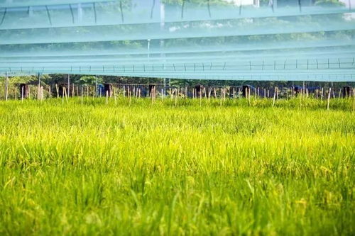 智慧農(nóng)業(yè)時(shí)代來臨 蜂窩物聯(lián)網(wǎng)技術(shù)引領(lǐng)種植新變革