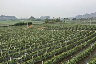 火龍果點燃脫貧夢 貧困縣農(nóng)業(yè)技術(shù)開發(fā)的紅色奇跡